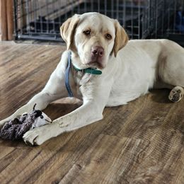 Stella - Labrador Retriever