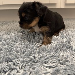 White Chest - Black and tan female Yorkshire Terrier puppy in Greenville, South Carolina from Yorkies By Si