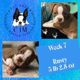 Rusty - Red male Boston Terrier puppy in Jupiter, Florida from CJM Boston and Boxer Puppies