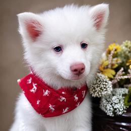 Atlas - White male Pomsky puppy in Lincoln, Nebraska from Blue Heaven Pomsky