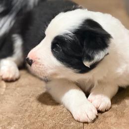 Rosebud (Buddy) - Black and white male Border Collie puppy in Lebanon, Oregon from Cahill’s Canines