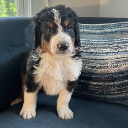 Bernedoodle Puppies from East Coast Bernedoodles