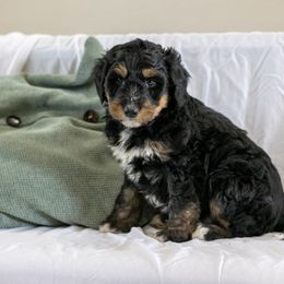 Beans Family Raised - Tri-color male Bernedoodle puppy in Eureka, Illinois from Joley Aire Family Dogs