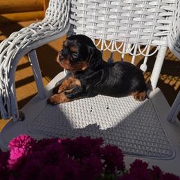 Aspen - Black and tan female Cavalier King Charles Spaniel puppy in Avoca, New York from Palladino’s Cavaliers of Upstate NY