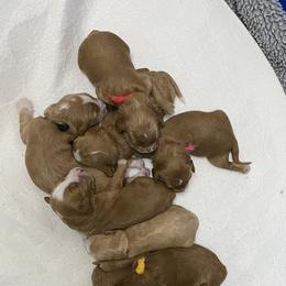 Goldendoodle Puppies from Beck Kennel