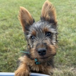 Boy 1 - Blue and tan male Australian Terrier puppy in Waupaca, Wisconsin from ZoeZoo Australian Terriers