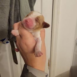 Male 7 - Orange and white male Brittany puppy in Rhoadesville, Virginia from HOMESCHOOLED BRITTANYS LLC