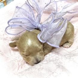 Lilah - Apricot female Maltipoo puppy in Spring, Texas from GlamPaw Maltipoos