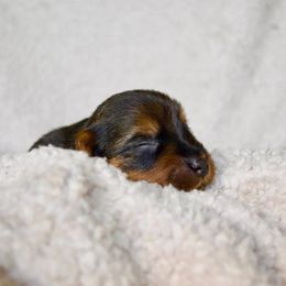 Australian Terrier Puppies from ZoeZoo Australian Terriers