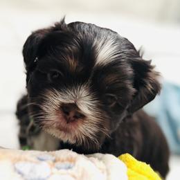 Prince - Chocolate male Shih Tzu puppy in Merrillville, Indiana from Gibbs Gorgeous Paws LLC