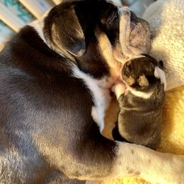 Bulldog and French Bulldog Puppies from Jones Bulldogs