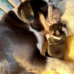 Bulldog and French Bulldog Puppies from Jones Bulldogs