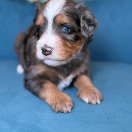 Poppy - Tri-color female Bernedoodle puppy in Yuciapa, California from AlltheDoodlez_
