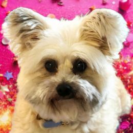 Yorkipoos and Yorkshire Terriers from GRIFFEY'S SPA AND KENNEL