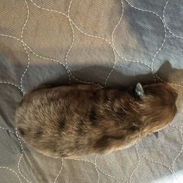 Boy 1 - Brindle male Pomeranian puppy in Decatur, Iowa from Lisa Greenhalgh