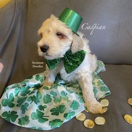 Goldendoodle Puppies from Scranton Goldendoodles