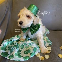 Goldendoodle Puppies from Scranton Goldendoodles
