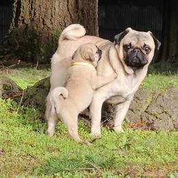 Pug puppies from Swift Pugs