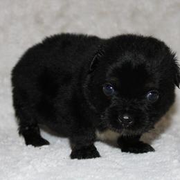 Flint - Black tri male Miniature Australian Shepherd puppy in Paris, Texas from Kuttin’ Up Mini Aussies