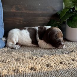 Chesapeake Bay Retriever and German Shorthaired Pointer Puppies from North Wind Gundogs