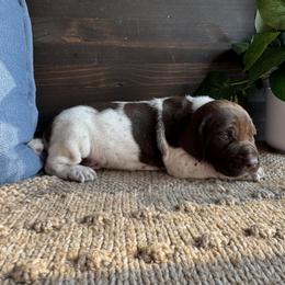 Chesapeake Bay Retriever and German Shorthaired Pointer Puppies from North Wind Gundogs