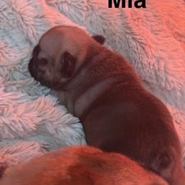 Bunkhouse Litter-Mia - Fawn female French Bulldog puppy in Kalispell, Montana from Grace & Grit Frenchies