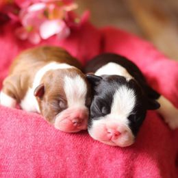 Boston Terrier Puppies from RVF Boston Terriers