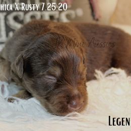Miniature Australian Shepherd and Toy Australian Shepherd Puppies from TK Mini & Toy Aussies