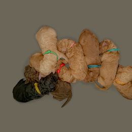 Poodle Puppies from Renders Poodles