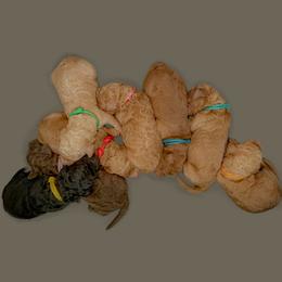 Poodle Puppies from Renders Poodles