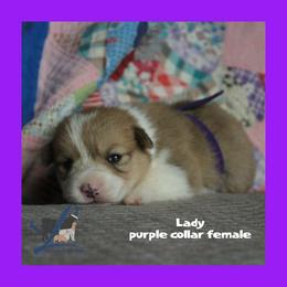 Purple Female - Red female Pembroke Welsh Corgi puppy in Wayne City, Illinois from Lash Livestock & Corgis