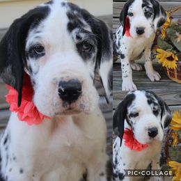 Great Dane Puppies from Cook’s Gentle Giants