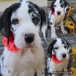 Great Dane Puppies from Cook’s Gentle Giants