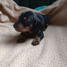 Duchess - Black and tan female Dachshund puppy in Middle Granville, New York from Lee Doxies