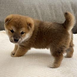 Tobiko - Red female Shiba Inu puppy in Houston, Texas from Sakura Blossom Shibas