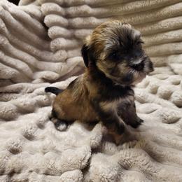 Dolly - Chocolate sable female Havanese puppy in Salesville, Ohio from RiverLynn
