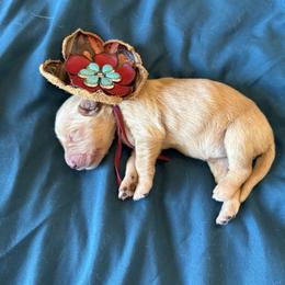 Ms. Magenta - Golden female Golden Retriever puppy in Brentwood, California from Golden M Family Farms