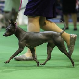 American Hairless Terriers and Flat-Coated Retrievers from Rensai Kennels