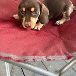 Jean - Chocolate and cream female Dachshund puppy in Conroe, Texas from Dots Dachshunds