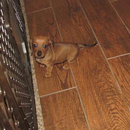 Red male - Red male Dachshund puppy in Harvard, Illinois from Lori's Cavalier King Charles Spaniels & Dachshunds