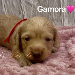 Gamora - Cream female Dachshund puppy in Jena, Louisiana from Amy’s Mini Doxies