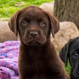 Pixie Sticks - Chocolate female Dilute Retriever puppy in Baldwin City, Kansas from Hedge Lane Labradors
