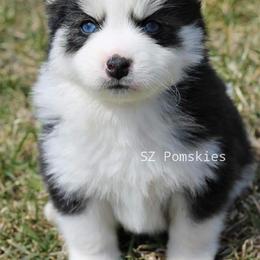 Pomsky Puppies from SZ Rolling Acres LLC