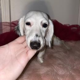 Cloe - Dachshund