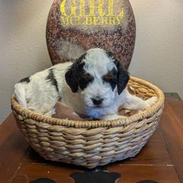 Mulberry - Black and white female Bernedoodle puppy in Cambridge, Minnesota from Country Meadow Doodles