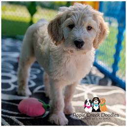 ARCHIE - F1b - OFA-Genetics-Microchip-2 Year Warranty. - Cream male Goldendoodle puppy in Jeddo, Michigan from Apple Creek Doodles
