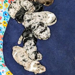 Aussiedoodle, Australian Shepherd, Bernedoodle, Cockapoo, and Poodle Puppies from Sis' Doodles & Poodles