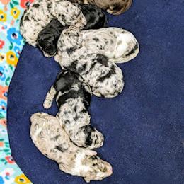 Aussiedoodle, Australian Shepherd, Bernedoodle, Cockapoo, and Poodle Puppies from Sis' Doodles & Poodles