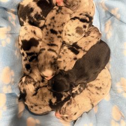 Miniature Australian Shepherd puppies from Wild Rose Ranch