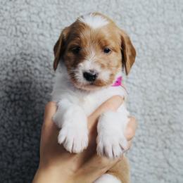 Candy Cane (Pink Band) - Parti female Labradoodle puppy in Plainfield, New Jersey from Caris Paws Poodles and Labradoodles